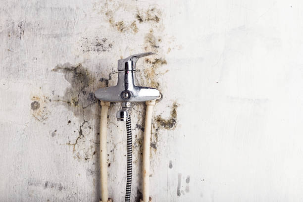 Best Industrial Mold Remediation in Toledo, OH