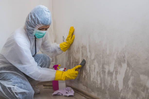 Best Mold Testing and Inspection Services in Toledo, OH