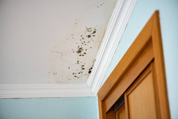Best Emergency Mold Remediation in Toledo, OH