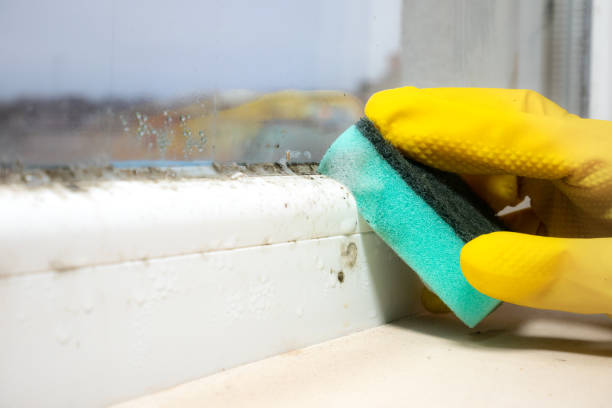 Best Basement Mold Remediation in Toledo, OH