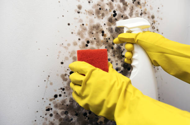 Best HVAC Mold Remediation in Toledo, OH