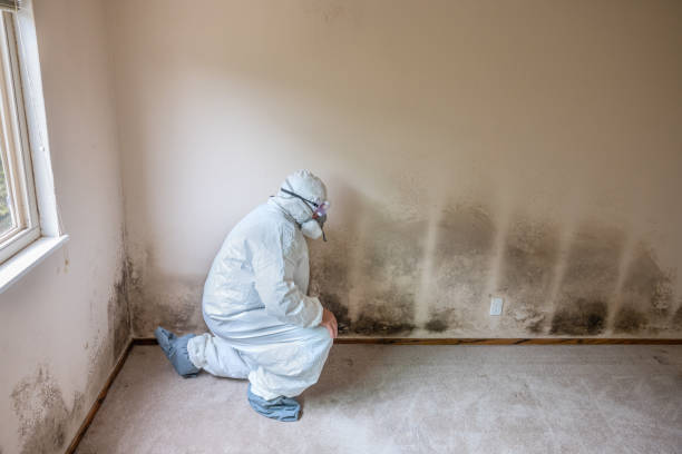 Best White Mold Remediation in Toledo, OH