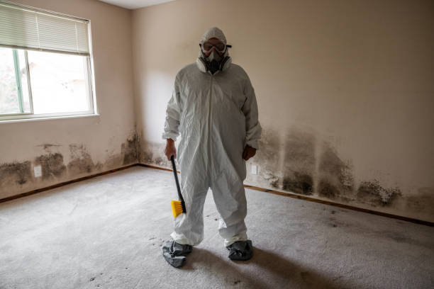 Best Post-Flood Mold Remediation in Toledo, OH