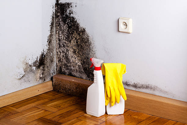 Best Residential Mold Remediation in Toledo, OH
