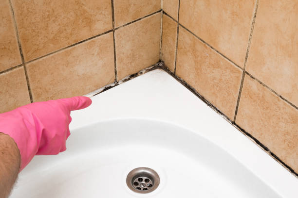 Best Attic Mold Remediation in Toledo, OH